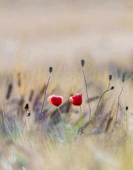 Paartherapie-Dresden-20min-Paarberatung-kostenfrei